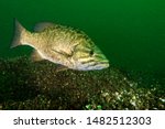 Smallmouth Bass underwater in the St. Lawrence River