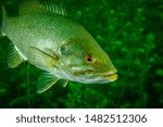 Smallmouth Bass underwater in the St. Lawrence River