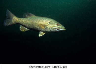 Smallmouth Bass Underwater In The St. Lawrence River