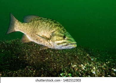 Smallmouth Bass Underwater In The St. Lawrence River