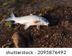 Smallmouth buffalo (Ictiobus bubalus) with white scales on rocky shoreline of Grapevine Lake, Texas, USA. An American native hardy rough fish in Catostomidae species