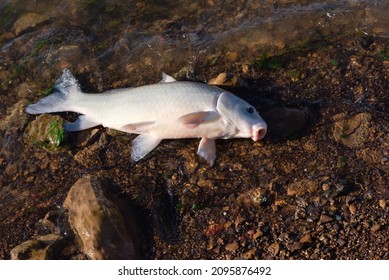 Smallmouth Buffalo (Ictiobus Bubalus) With White Scales On Rocky Shoreline Of Grapevine Lake, Texas, USA. An American Native Hardy Rough Fish In Catostomidae Species