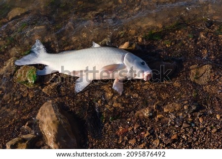 Smallmouth buffalo (Ictiobus bubalus) with white scales on rocky shoreline of Grapevine Lake, Texas, USA. An American native hardy rough fish in Catostomidae species