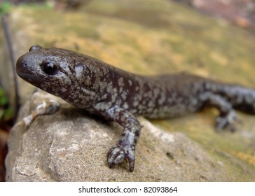 9 Texas Slimy Salamander Images, Stock Photos & Vectors | Shutterstock