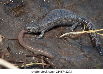 Smallmouth Salamander Eating A Worm