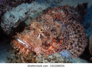 22 Small scale scorpion fish Images, Stock Photos & Vectors | Shutterstock