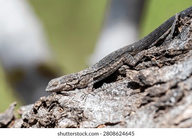 Small-scaled Lizard (Urosaurus microscutatus) basking in the sun on a log