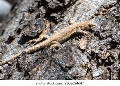 Small-scaled Lizard (Urosaurus microscutatus) basking in the sun on a log