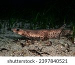 Small-spotted catshark resting in a sand bottom among the seagrass Zostera marina