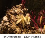 The small-spotted catshark (Scyliorhinus canicula), also known as the sandy dogfish.