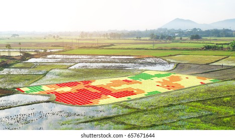 Smart agriculture , farm , precision farming concept. NIR images used to create field health maps using the normalize difference vegetation index in field rice.