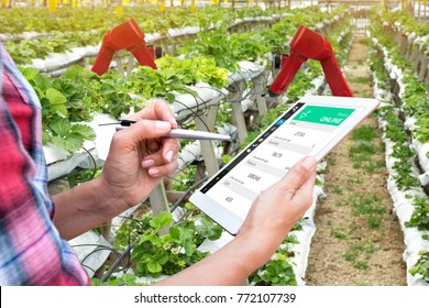 Smart agriculture, vertical farm , sensor technology concept. Farmer hand using tablet for monitoring temperature , humidity , pressure and light of soil in strawberry farm and control ai robot arm.