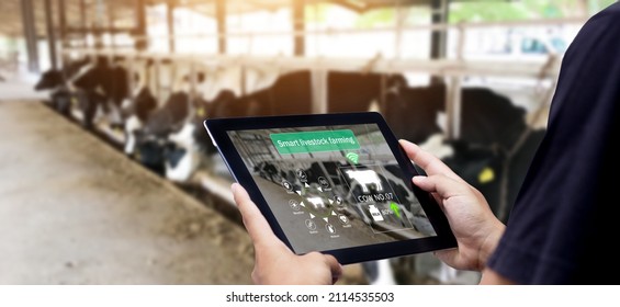 Élevage agricole intelligent.Mains fermières utilisant une tablette numérique avec une vache floue en arrière-plan