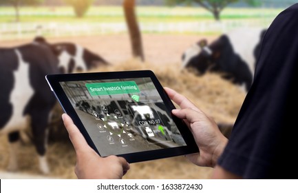 Smart Agritech Livestock Farming.Hands Using Digital Tablet With Blurred Cow As Background