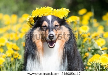 Smart and beautiful black white shetland sheepdog, sheltie, small lassie. Outdoors portrait of little collie dog with a circlet of yellow dandelions in summer time. Happy midsummer Sweden Baltic