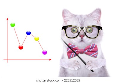 Smart beautiful british cat with a business graph. Funny animals. Trendy cat dressed in beautiful clothes