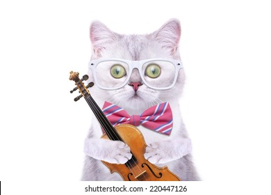Smart beautiful british cat with a old violin. Funny animals. Trendy cat dressed in beautiful clothes