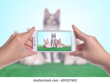 2,333 Photo Shoot Of Cats Images, Stock Photos & Vectors 