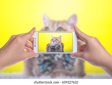 Smart beautiful british cat photographed themselves on the phone. Funny animals. Photo shoot
