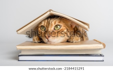Smart Bengal cat and books on a white background. Preparation for school.