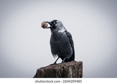 Smart bird, cracking life’s challenges