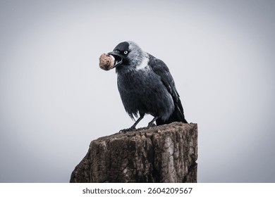 Smart bird, cracking life’s challenges