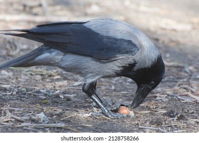 Smart bird. Crow (corvus) pecks a nut. - Shutterstock ID 2128758266