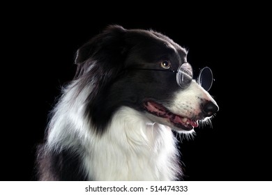 Smart Border Collie Dog Wearing Glasses