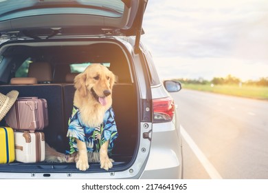 Smart brown Golden Retriever sitting on the ground beside yellow luggage and blur of car background. Ready or preparing to travel concept