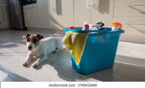 A Smart, Calm Puppy Lies Next To A Blue Bucket Of Cleaning Products In The Kitchen. A Set Of Detergents And A Rag For Home Cleaning And A Small Dog On A Wooden Floor In The Apartment. No People.