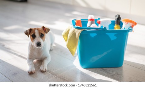 A smart, calm puppy lies next to a blue bucket of cleaning products in the kitchen. A set of detergents and a rag for home cleaning and a small dog on a wooden floor in the apartment. No people.