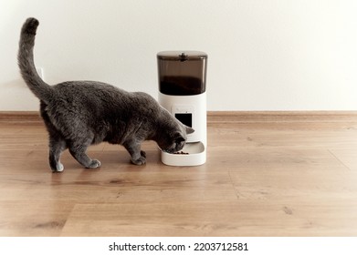 smart cat feeder Scottish cat is waiting for food. feeder for pets. automatic feeding of pet food. modern technologies. feed in the feeder. nutrition by time. domestic cat