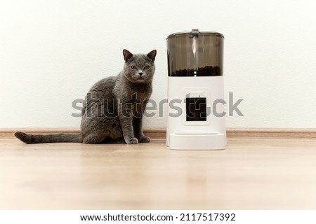 smart cat feeder Scottish cat is waiting for food. pet feeder.