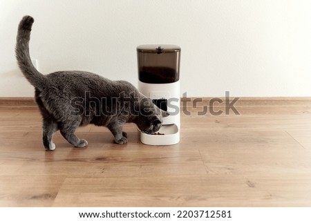 smart cat feeder Scottish cat is waiting for food. feeder for pets. automatic feeding of pet food. modern technologies. feed in the feeder. nutrition by time. domestic cat