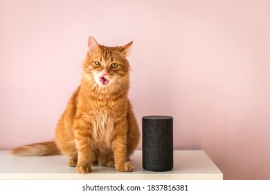 Smart cat. home voice activated speaker in lounge with cat. pet talking to Alexa Echo Dot. Smart home concept. modern household wireless device.