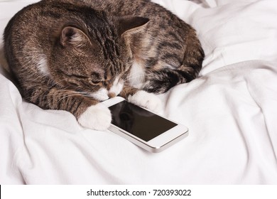 Smart Cat Looks Into The Phone