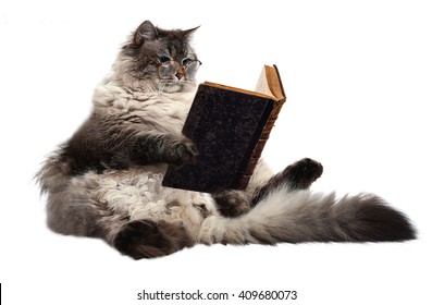 Smart Cat Read An Old Book