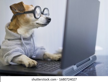 smart concentrated dog is working on project online. Using computer laptop. Pet wearing glasses and hoodie. Freelancer work from home during quarantine Social distancing lifestyle. Busy smart ass


