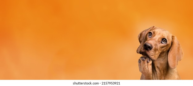Smart cute dog thinking and looking up with panoramic space background. - Shutterstock ID 2157953921