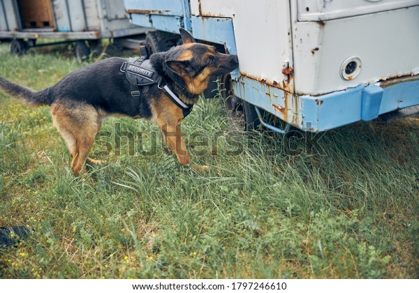 Smart detection dog sniffing\
automobile and searching for illegal drugs or explosives on car\
parking