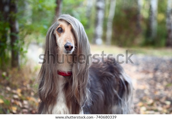 Smart dog  Afghan hound with ideal
data stands in the autumn forest and looks into the camera. A long
bang closes her one eye. Picturesque portrait of a dog. 

