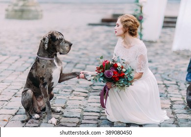 Smart Dog Gives A Pow To The Charming Blond Mistress-bride