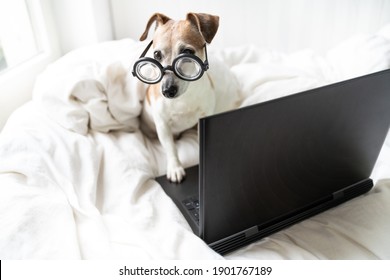 Smart Dog In Glasses Bed Working With Laptop Computer. Home Office  Remote Meeting Online. White Bed Linens. Funny Nerd Pet Comfortable Binge Watching Movies At Home Or Study Online. Daylight Mood