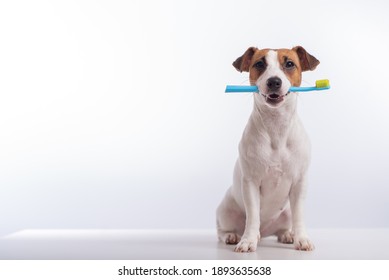 Kluger Hundehaken, der sich auf einem weißen Hintergrund eine blaue Zahnbürste im Mund hält. Mundhygiene