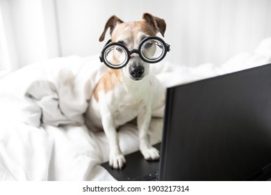 Smart Dog Jack Russell Terrier With Glasses And Computer Looking To Camera. Using Laptop In Bed. Relaxed Home Atmosphere. Cute Pet Study At Home Remotely Online. Weekend Movies Binge Watching Moment