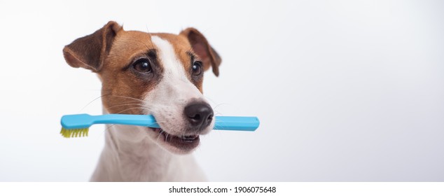 Kluger Hundehaken, der sich auf einem weißen Hintergrund eine blaue Zahnbürste im Mund hält. Mundhygiene der Haustiere. Breitbild