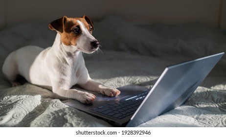 Smart dog jack russell terrier lies on the bed by the laptop.