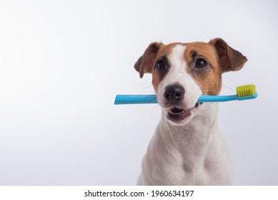 Veterinary Dentist Hd Stock Images Shutterstock