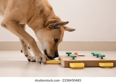 Smart dog is looking for delicious dried treats in intellectual game and eating them, close up. Intellectual game for dogs. and training of nose work with pet. brain game training for dogs - Shutterstock ID 2338450485