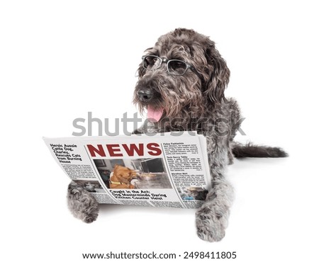 Similar – Image, Stock Photo Relaxed reading newspaper by the pool